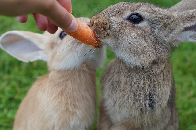 Rabbit Food: The Best and Worst Foods to Feed a Bunny | Hastings Veterinary Hospital