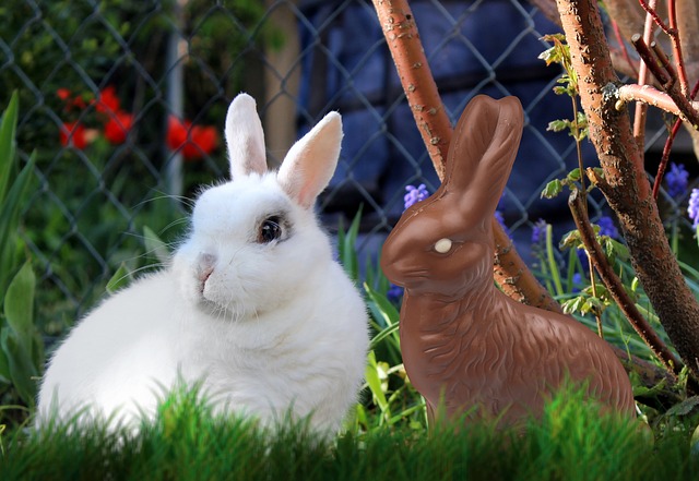 Bunny Care Tips: Why you Shouldn’t Give Real Rabbits as Easter Gifts | Hastings Veterinary Hospital