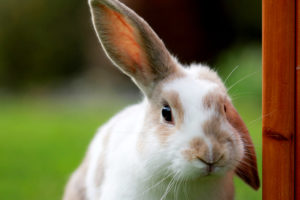 Great House Training & Cage Training Tips for Rabbits | Hastings Veterinary Hospital