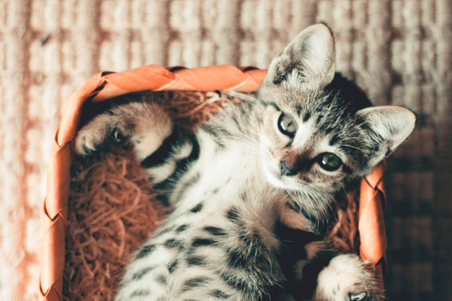 These Tips Make Litter Box Training for Kittens Easy | Hastings Veterinary Hospital