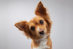 How Often Should My Dog's Ears Be Cleaned? | Hastings Veterinary Hospital