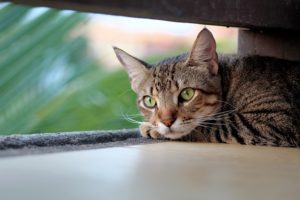 Why is My Cat Drooling & What Can I Do About It? | Hastings Veterinary Hospital