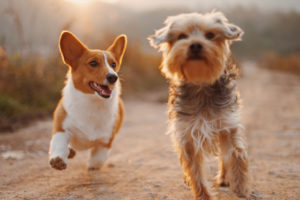 How Do I Socialize My Dog & When Should I Start? | Hastings Veterinary Hospital