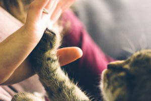 Why, When, & How Should My Cat’s Nails Be Trimmed? | Hastings Veterinary Hospital