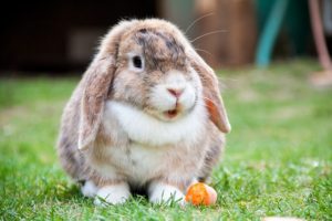 How to Take Care of Your Rabbit's Teeth | Hastings Veterinary Hospital