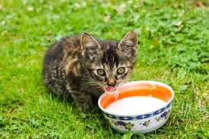Are Cats Allowed to Drink Milk? (The Answer is No & Here’s Why) | Hastings Veterinary Hospital