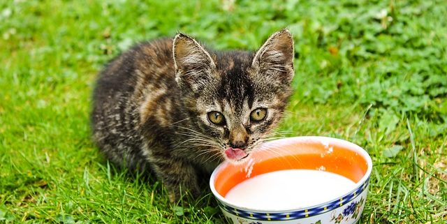 Are Cats Allowed to Drink Milk? (The Answer is No & Here’s Why) | Hastings Veterinary Hospital