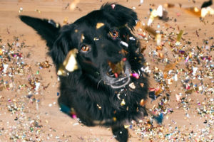 5 Useful New Year’s Resolutions for Pet Owners in 2020 | Hastings Veterinary Hospital