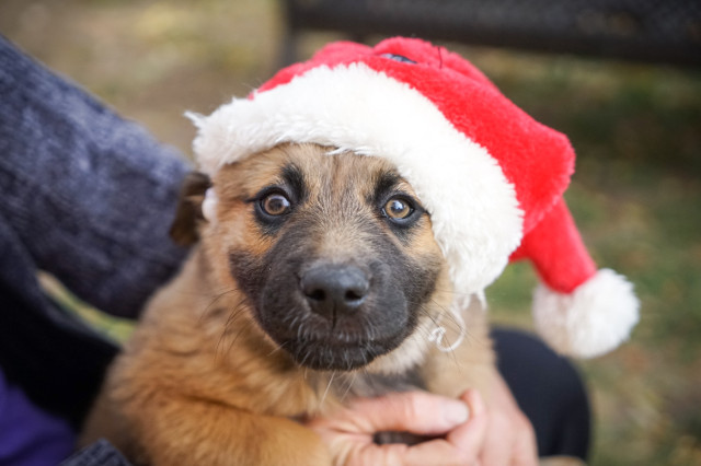5 Ways to Prevent Holiday Dangers for Dogs | Hastings Veterinary Hospital