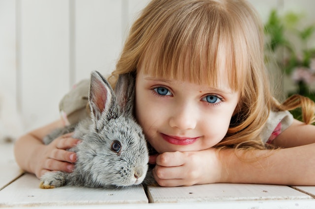 Indoors or Outdoors? Where to Raise Your Pet Rabbit | Hastings Veterinary Hospital