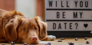 Valentine’s Day Safety Tips For Dogs | Hastings Veterinary Hospital