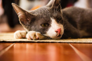 Signs Your Cat is in Pain & Needs Help | Hastings Veterinary Hospital