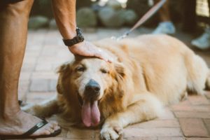 So You’re a New Pet Owner and Found a Vet…What’s Next? | Hastings Veterinary Hospital