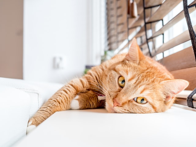 Hastings Veterinary Hospital How to Prevent Heat Related Problems for Indoor Cats