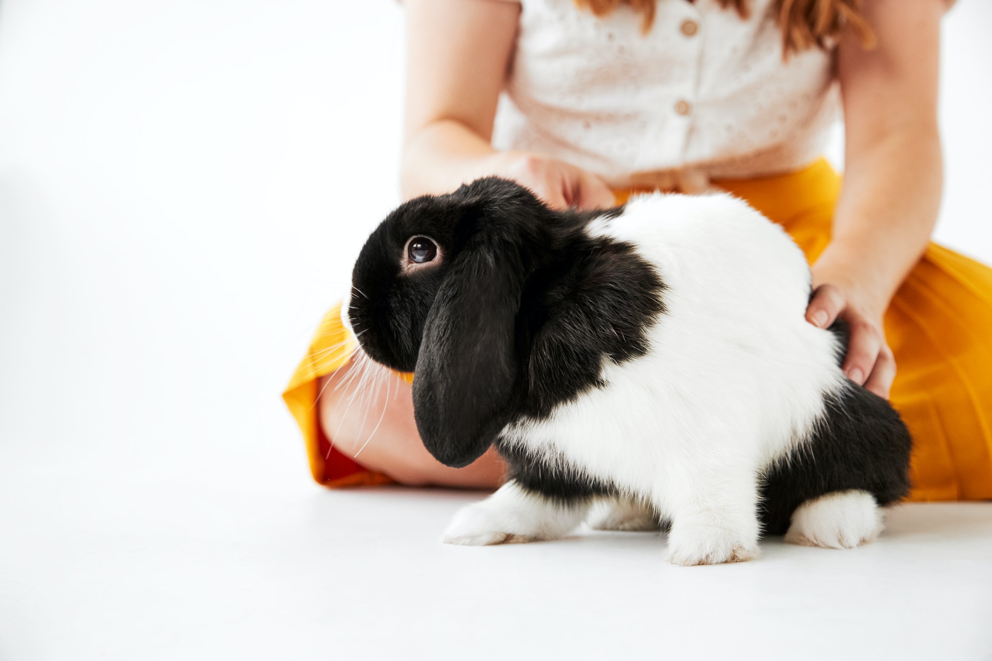 Close Up Of Child Stroking Miniature Black And White Flop Eared Rabbit On White Background