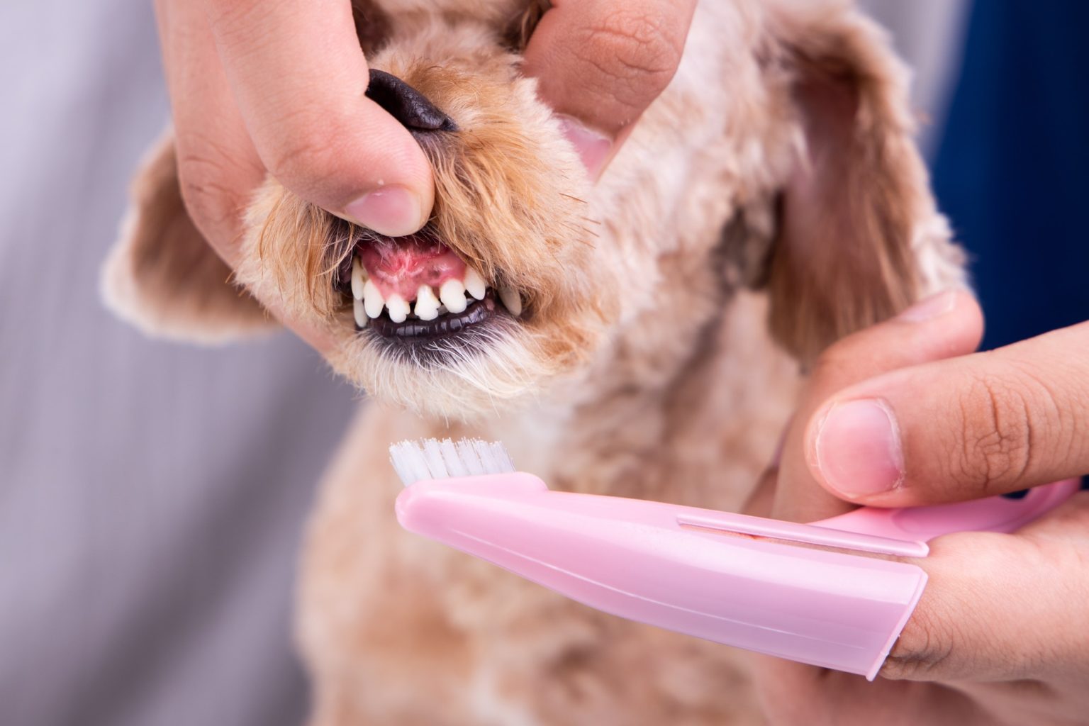 dog-dental-care-service-in-burnaby-bc-hastings-veterinary-hospital