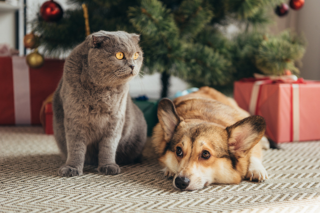 Creative Ideas to Keep Pets Out of Christmas Decorations | Hastings Veterinary Hospital