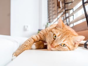 How to Prevent Heat-Related Problems for Indoor Cats | Hastings Veterinary Hospital