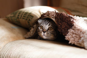 How to Tell Your Cat is Stressed | Hastings Veterinary Hospital
