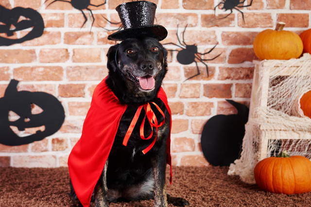 Pet Halloween Costume Dos and Don'ts | Hastings Veterinary Hospital