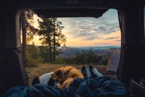 Safety Tips to Go Camping With Your Dog | Hastings Veterinary Hospital