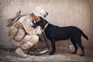 The Healing Power of Service Dogs for Our Veterans | Hastings Veterinary Hospital