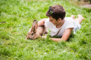 9 Reasons Why Bunnies Make Great Pets | Hastings Veterinary Hospital