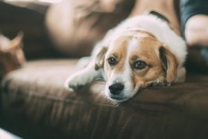 Dog Body Language: Signs Everything is Great vs. Trouble | Hastings Veterinary Hospital