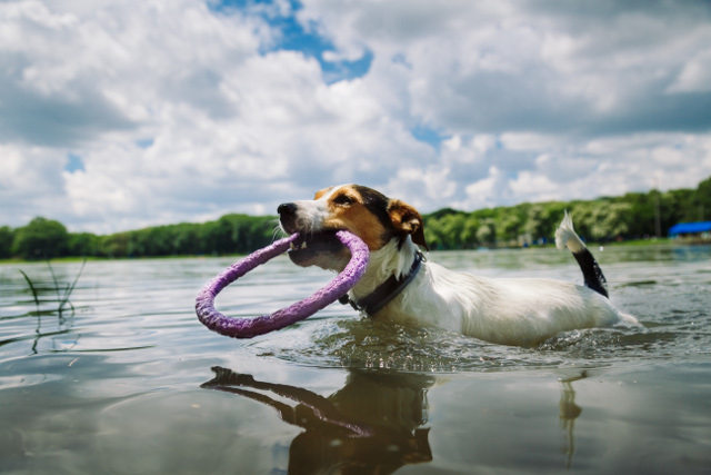Can All Dogs Swim? And Other Dog Swimming Tips Worth Knowing | Hastings Veterinary Hospital
