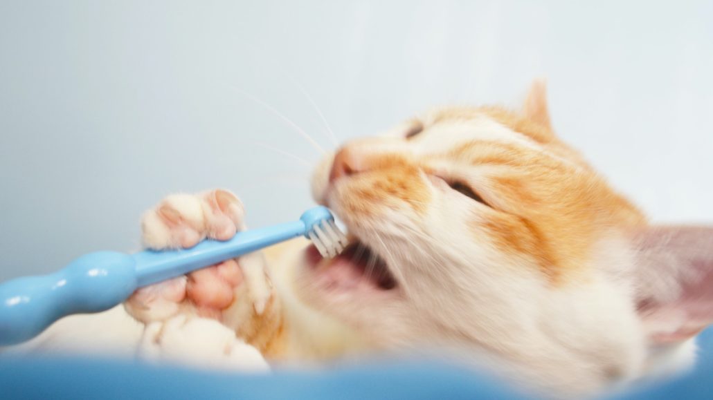 Cat Dental Care Service at Hastings Veterinary Hospital