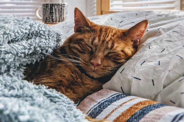 How to Keep Your Cat Safe and Warm in Winter | Hastings Veterinary Hospital