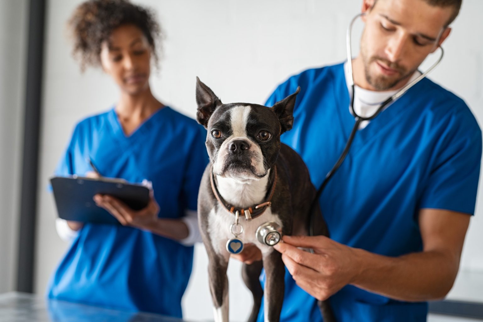 dogs-dog-care-burnaby-hastings-veterinary-hospital