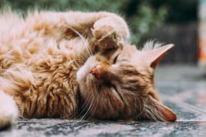 Why is My Cat Coughing and Wheezing? | Hastings Veterinary Hospital