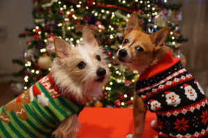 Celebrating Togetherness: Things You Can Do with Your Pet During the Holidays | Hastings Veterinary Hospital