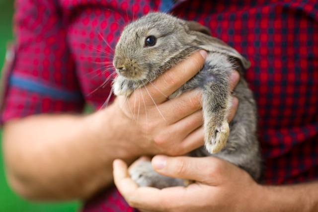 How to Make Your Rabbit's Life Less Stressful | Hastings Veterinary Hospital