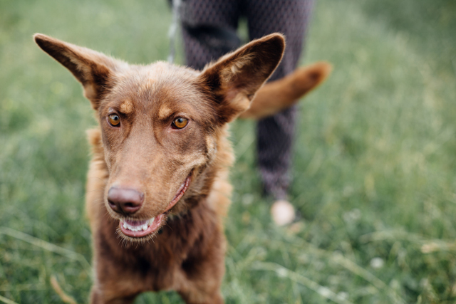 Signs of Hearing Loss in Dogs | Hastings Veterinary Hospital