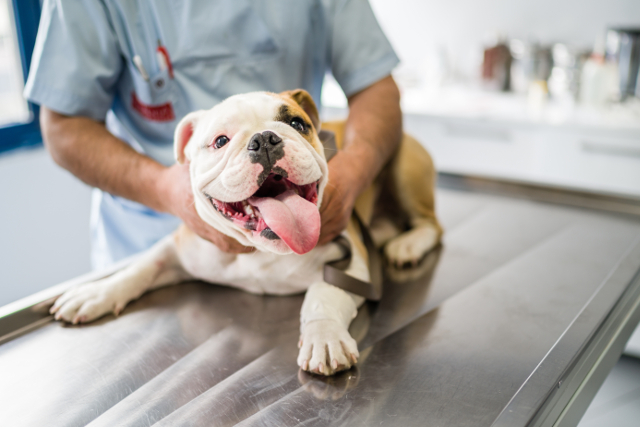 6 Common Dog Health Problems, Prevention Tips, and Why to Prevent | Hastings Veterinary Hospital