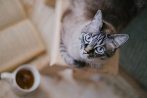 Are Your Cat's Eyes Goopy? What It Means and When to Go to the Vet | Hastings Veterinary Hospital