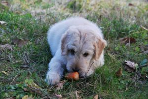 Ask-an-Expert-are-fruits-and-veggies-good-for-dogs