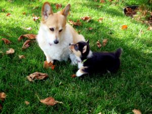 Ask-an-Expert-when-is-it-safe-to-bring-my-puppy-around-other-dogs