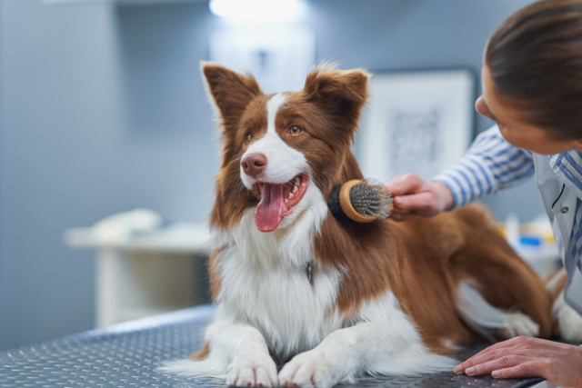 3 Big Tips for Grooming Your Long-haired Dog | Hastings Veterinary Hospital