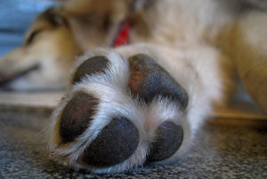 Dog Care Tips: How to Deal with a Paw Injury | Hastings Veterinary Hospital
