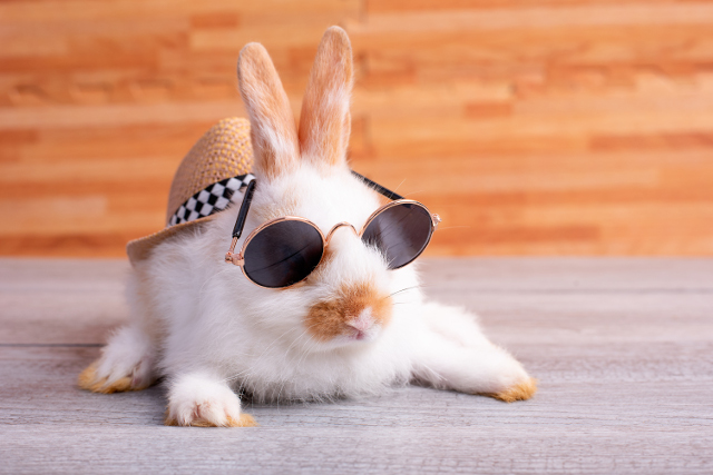 How to Prevent Heat Stroke in Rabbits This Summer | Hastings Veterinary Hospital