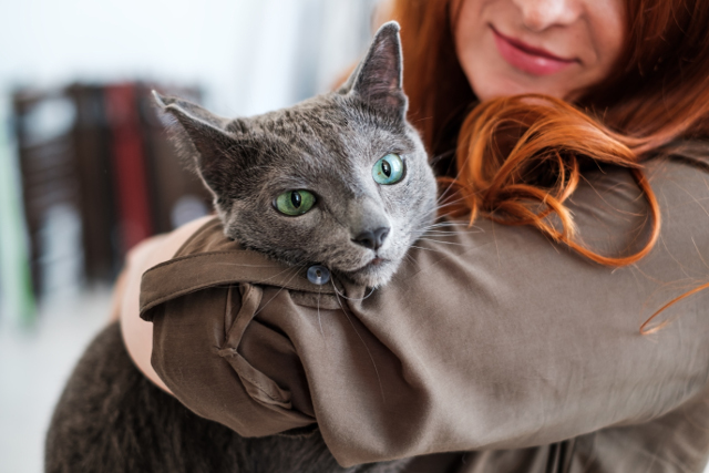 What is Glaucoma in Cats? | Hastings Veterinary Hospital