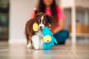 5 Easy-to-Follow Tips for Housetraining Your New Puppy | Hastings Veterinary Hospital