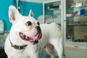 5 Things About Your Pet's Health that are Preventable With a Vet's Help | Hastings Veterinary Hospital