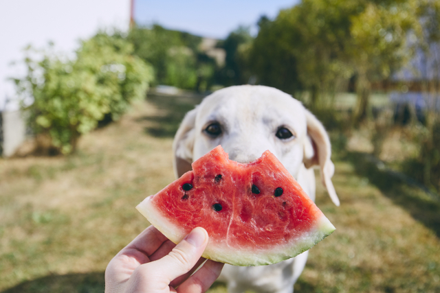 7 Summer Fruits that are Safe for Dogs to Eat | Hastings Veterinary Hospital