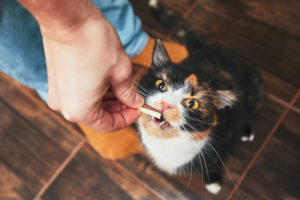Signs Your Cat Needs Dental Care Right Away | Hastings Veterinary Hospital