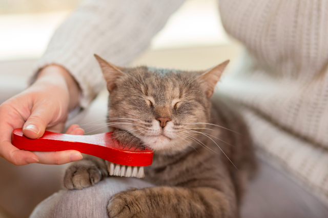5 Cat Grooming Tips to Keep Your Kitty Clean and Healthy | Hastings Veterinary Hospital