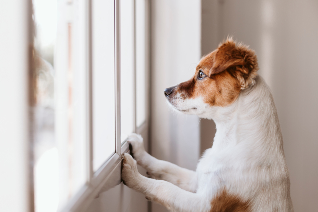 6 Dos and Don'ts When Dealing with Separation Anxiety in Dogs | Hastings Veterinary Hospital